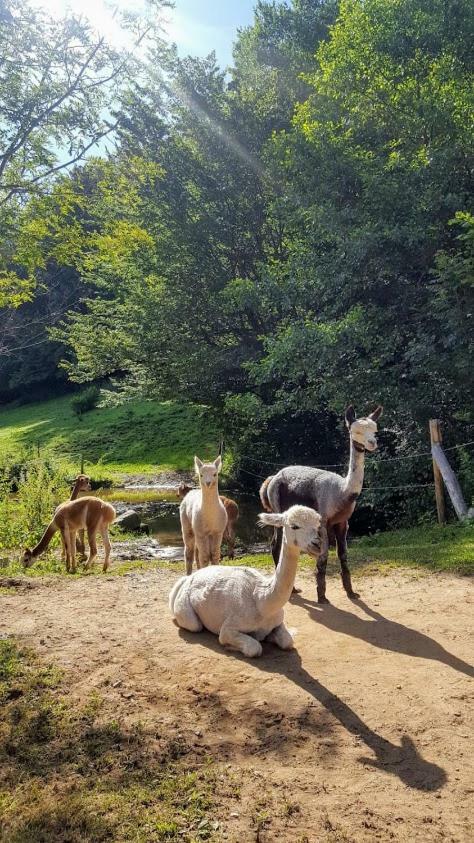 La Ferme Des Andes - Gite L'Atelier Quins Exterior foto